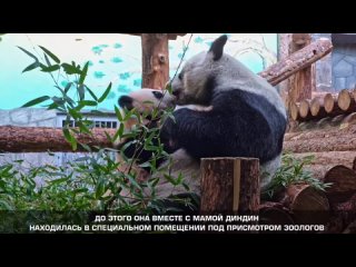 Панду Катюшу впервые вывели в большой вольер  теперь ее смогут увидеть все - Москвич Mag (1)