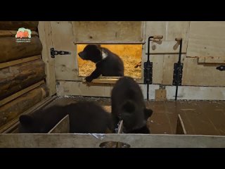 В торопецком Центра спасения медвежат-сирот показали, как обедают косолапые малыши