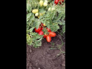 Пришла пора для посева этих томатов! Семена томатов “Непас“.