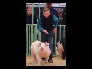 Так выглядит соревнование по выпасу свиней. Участникам нужно держать зрительный контакт с судьями, чтобы получить больше очков