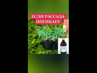 Если рассада погибает (канал Наша дача)