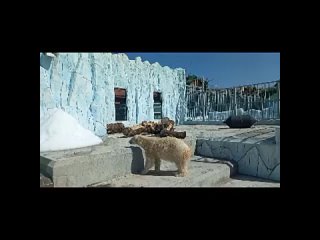 В Екатеринбургском зоопарке в вольере белого медведя запустили в работу ледогенератор.