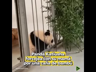 Panda Katiusha intenta arrebatarle la comida a su madre