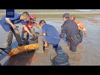 В провинции Чжэцзян спасли дельфина, застрявшего в грязи