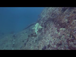 Leopard Shark on Chinese Wall | Diving in the Similans, Thailand