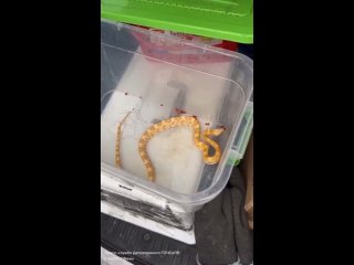 Желтую змею тигрового окраса обнаружили на улице в центре Москвы.