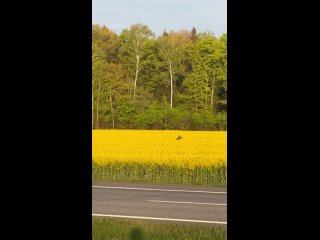 Вот_такую_красоту_засняли_в_Брестской_области_Видео_взято_здесь