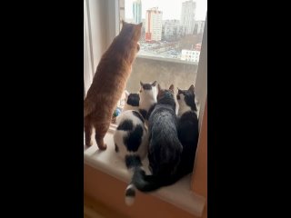Группа котеек в поисках дома!🙏🏻😻