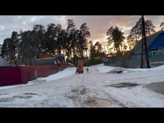 Видео от Щенки риджбека, щенки родезийского риджбека