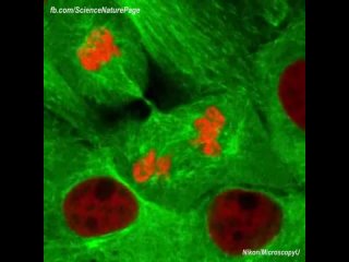 Видеосъемка делящихся клеток почечной ткани человека.