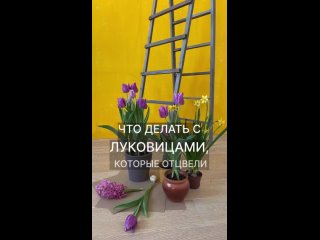 Что делать с луковицами, которые отцвели