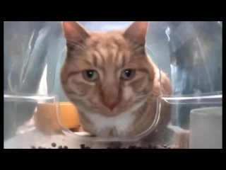 Самые смешные видео с кошками и собаками - Самые смешные видео с животными 2024 #3