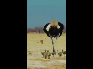 Яжбать страуса гоняет по саванне всех, кого заподозрит в покушении на своих (и не очень) страусят!