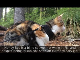 Honey Bee слепая кошка путешественница