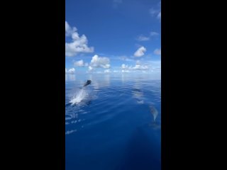 С дельфинами наперегонки на Мальдивах.mp4