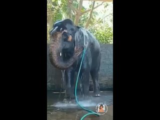 Слоны любят быть чистыми и соответсвенно купаться, что вполне могут делать самостоятельно с помощью игрушек людей.