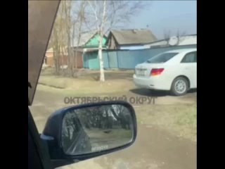 Оленя, скакавшего по улицам, заметили в селе Покровка