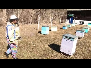 Приморские пчеловоды переживают трудные времена. Массовый мор пчел в прошлом году подорвал медоносную базу в Приморье. Сегодня н