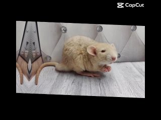 Видео от Питомник  “Дом Янтарной Крысы“