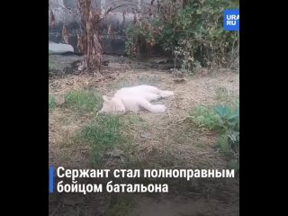 История об одном преданном коте.