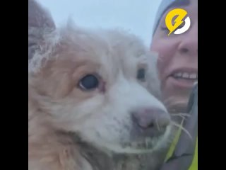 Его зовут Мишаня  ! В Красноярске неравнодушные люди спасли замерзающую собаку