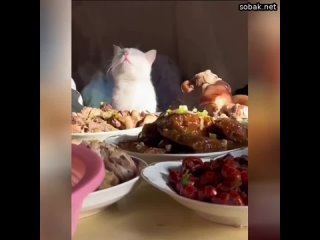 Котики  большие любители вкусно поесть, а потому для них нет ничего прекраснее, чем стол, полный ра
