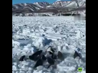 🧊 Orcas atrapadas en el hielo luchan por sobrevivir y el tiempo juega en contra