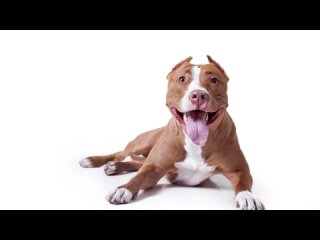 АСТ, амстафф. American Staffordshire Terrier