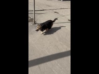 Видео от Дом Спасенных Животных Екатеринбург