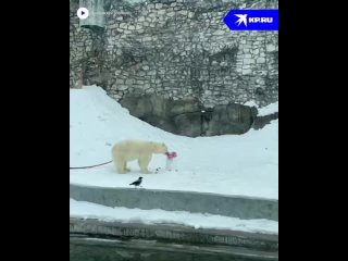 Айка отмечает День полярного медведя