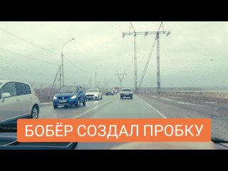 Бобер создал пробку в Новосибирске