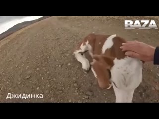 Дрон спас теленка от стаи собак в Джидинском районе Бурятии.