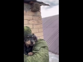 Спасение собаки во время паводкового наводнения в пригороде Оренбурга