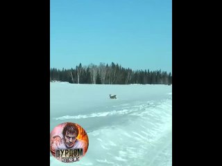 Якутский автомобилист помог застрявшей в снегу косуле