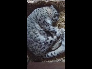Kittens Snow Leopards