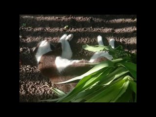 А у нас тихий час. Ничего милее вы сегодня не увидите