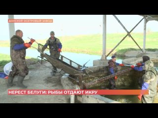 «Сохранение популяции белуги в Азово-Черноморском рыбохозяйственном бассейне»