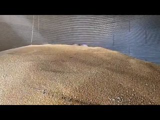 The Grain Weevil Bot maintains Grain Silos