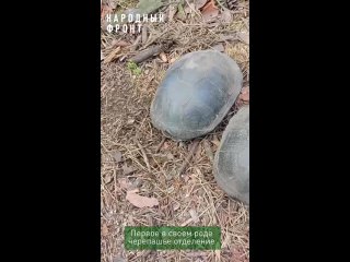 Челябинские бойцы в зоне СВО сняли на видео первое черепашье “отделение“