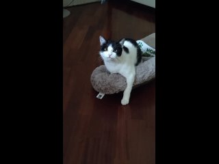 Видео от КОШАЧИЙ МИР (помощь кошкам и котятам) - КОЛПИНО