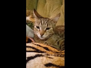 Видео от Без кота и жизнь не та