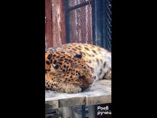 Видео с дальневосточным леопардом Дори от красноярского зоопарка Роев ручей