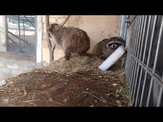 енот Тёма перешл в общий вольер