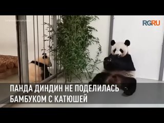 Панда Диндин из Московского зоопарка не поделилась бамбуком с Катюшей