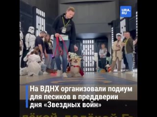 На ВДНХ куча корги на вечер превратились в героев киновселенной Звездные войны