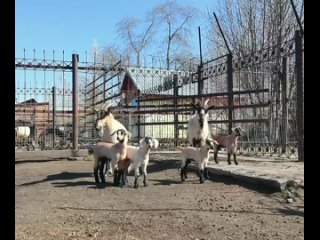 Винторогий козёл из барнаульского зоопарка стал отцом четырёх малышей