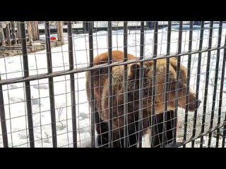 Медведи Воронежского зоопарка вышли из зимней спячки