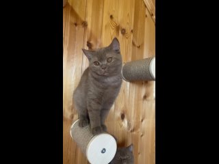 Видео от Британские котята  питомник «Elka’s fam»