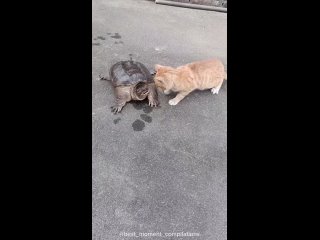 [AnimalisTop] Почему у котов такая хорошая реакция?