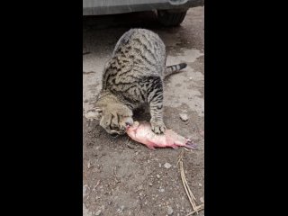 Видео от Рыбное изобилие в Магнитогорске.